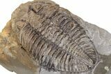 Rare Trilobite (Odontocephalus) - Perry County, Pennsylvania #43791-3